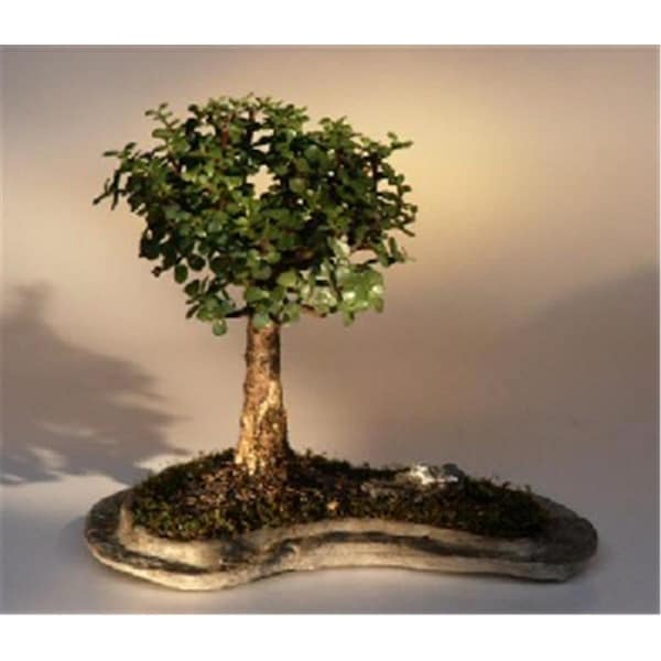 Paisaje Baby Jade on Rock Slab Bonsai Tree - Portlacaria Afra PA2202642 - main