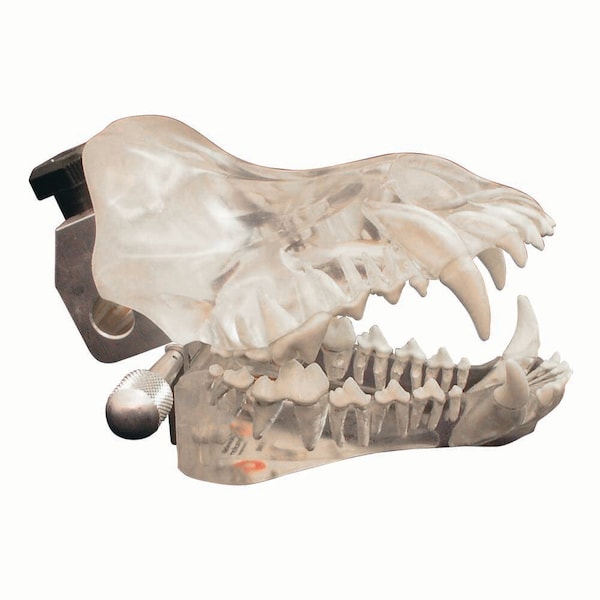 Jorgensen Laboratories Canine Dental Model (Clear) J0770D - main