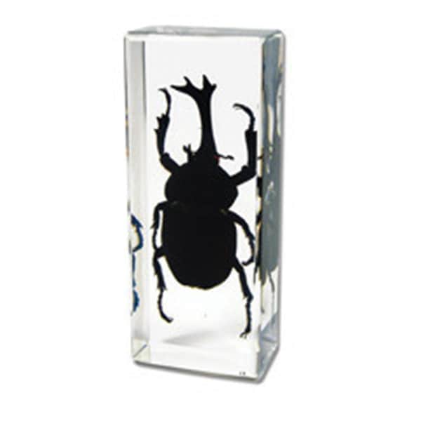 Ed Speldy East Paperweight Large Rhinocerous Beetle PW310 - main