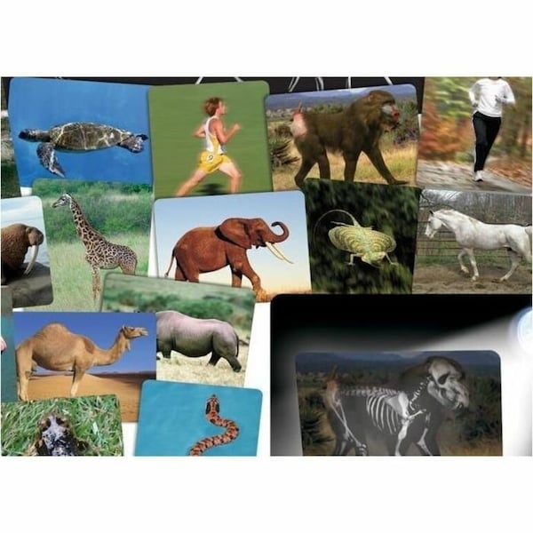 Roylco What's Inside Animals Card Set 59250 - main