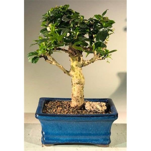 Paisaje Flowering Fukien Tea Bonsai Tree with Upright Aged - Ehretia Microphylla PA2529741 - main