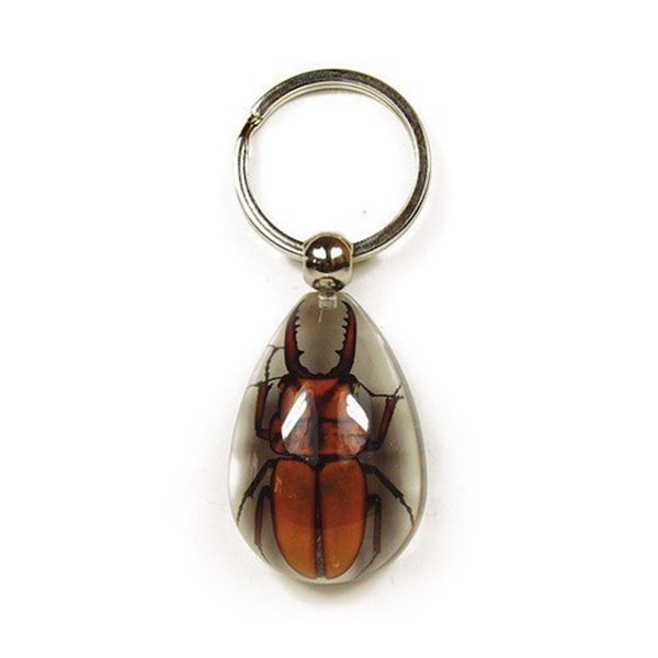 Ed Speldy East Key Chain Tear Drop Shape Clear Brown Stag Beetle SK604 - main