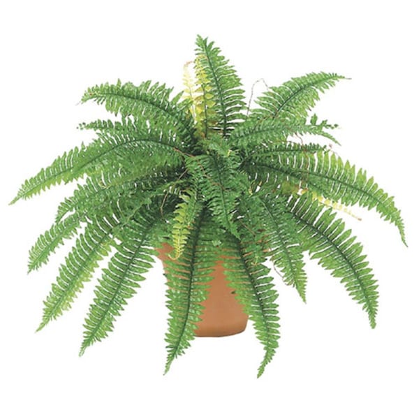 Allstate 22 Inch Boston Fern Bush x32, 6PK PBF623- - main