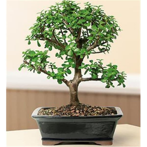 Paisaje Baby Jade Bonsai Tree - Portulacaria Afra - Large PA2203504 - main