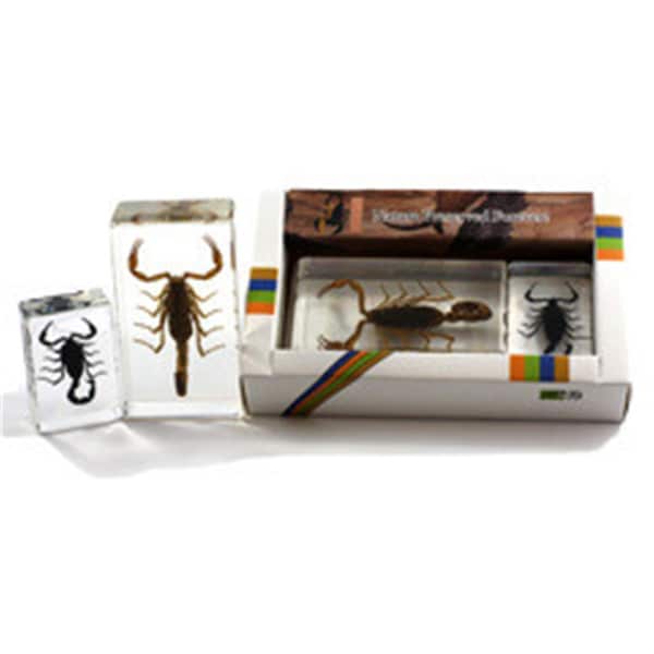 Ed Speldy East Paperweight - Scorpion Collection PWC421 - main