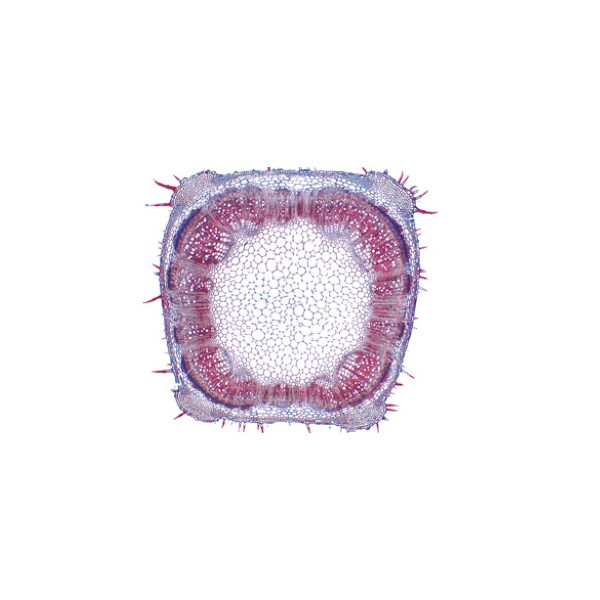 3B Scientific Arrangement and Types of Vascular Bundles - Spanish Slides,  PK16 1004173 | Zoro