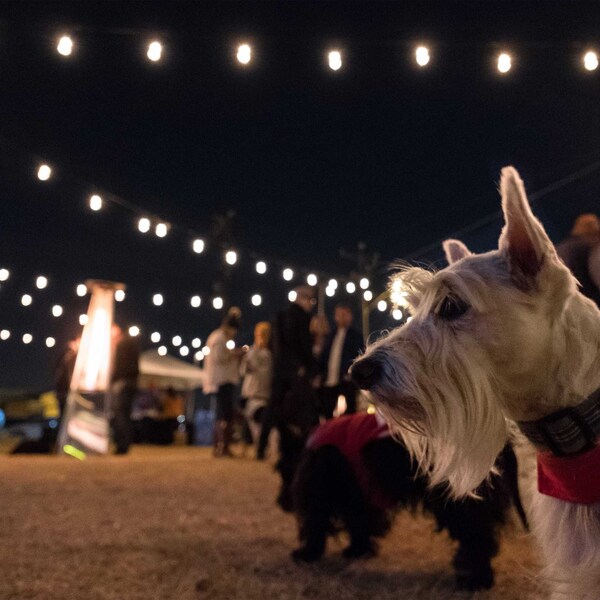 その他 bright. Enbrighten VIBE WiFi Vintage Color-Changing LED Cafe Lights