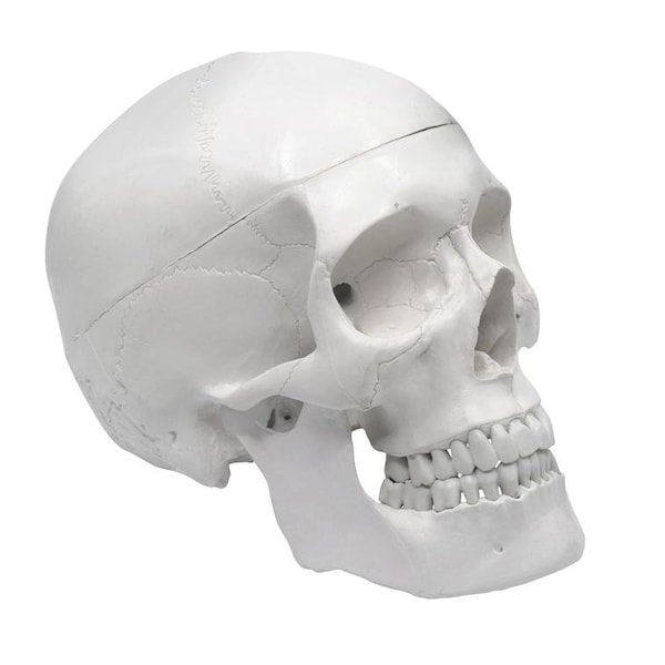 Eisco Scientific Model, Human Skull, with Movable jaw AMCH1004AS - main