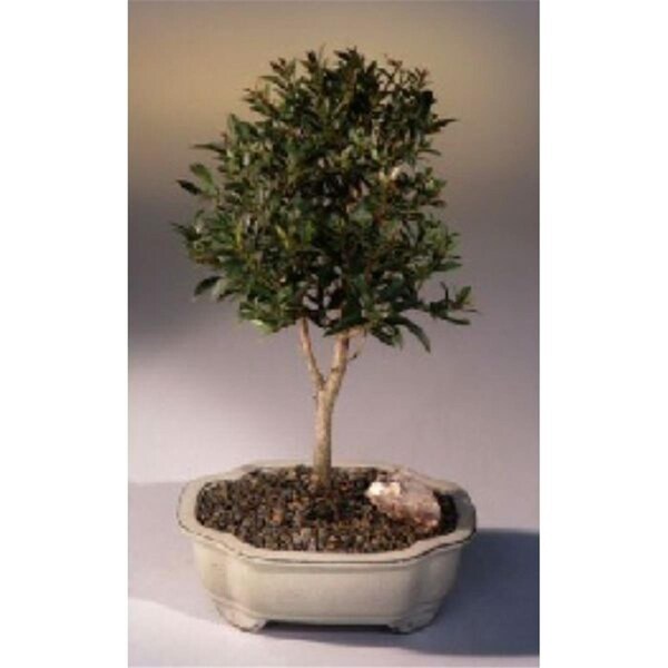 indoor plants purchase Easy Care Variety Bundle main image 1