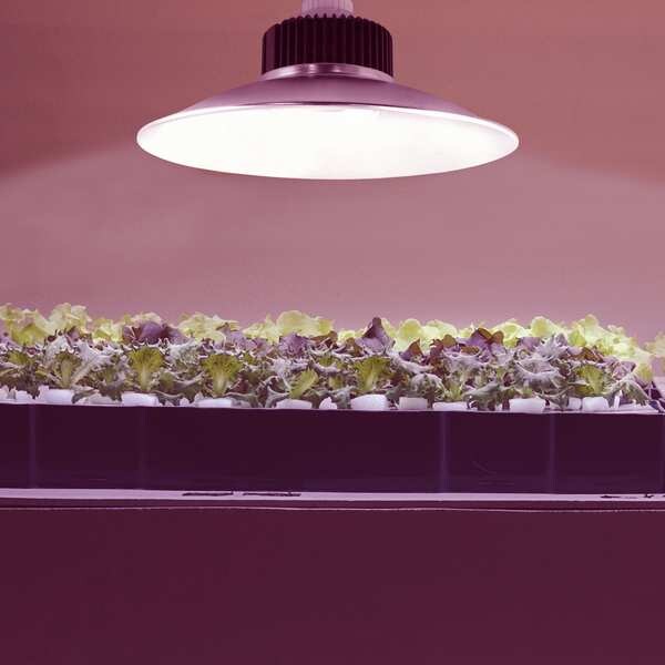 Stonepoint Led Lighting LED Grow Bulb, 33 W, Medium Screw (E26) GRREF1SS Zoro