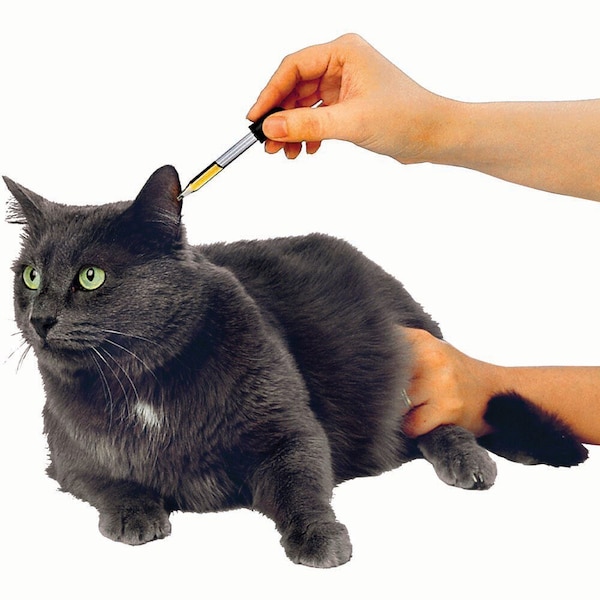 Jorgensen Laboratories Glass Eye Dropper, 1mL, 5PK J0824 - main