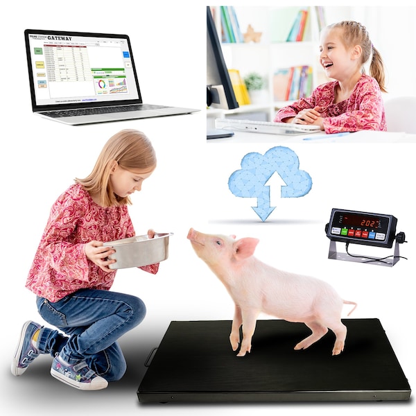 Prime Systems Prime System Livestock Platform Scale 44x22 w LED Indicator 700lb x0.02lb PS-700AS4422 - main