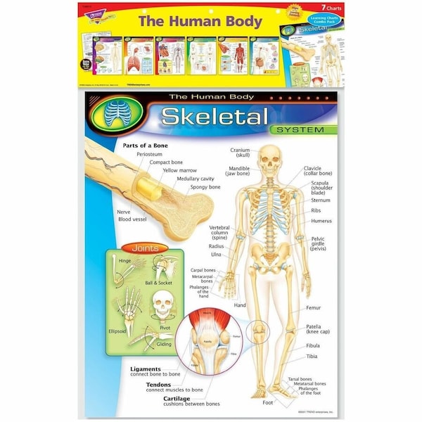 Trend Enterprises The Human Body Learning Charts Combo Pack, PK7 T38913 - main