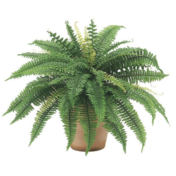 Allstate 25 Inch Boston Fern Bush x48, 6PK PBF625- - main