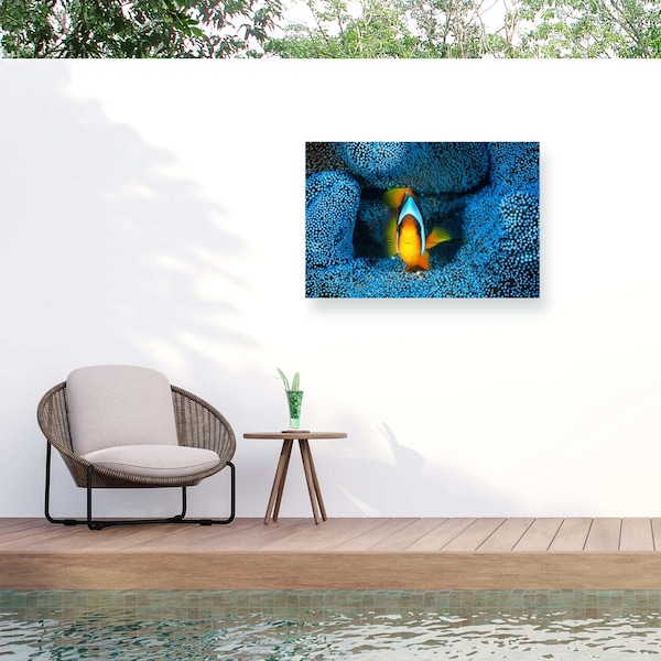 Trademark Fine Art Outdoor Canvas Art Barathieu Gabriel Clownfish In Blue Wall Art for Patios, or Gardens 1X11766-OC1624WR - main