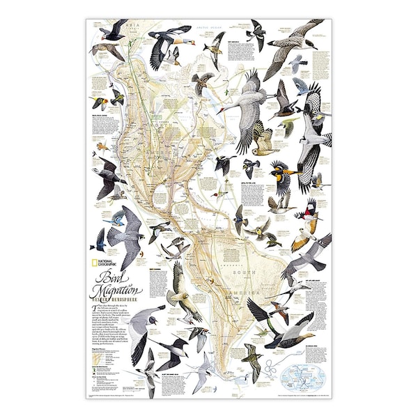 National Geographic Bird Migration, Western Hemisphere Map, Laminated, 20.25'' x 31.25'' RE01020306 - main
