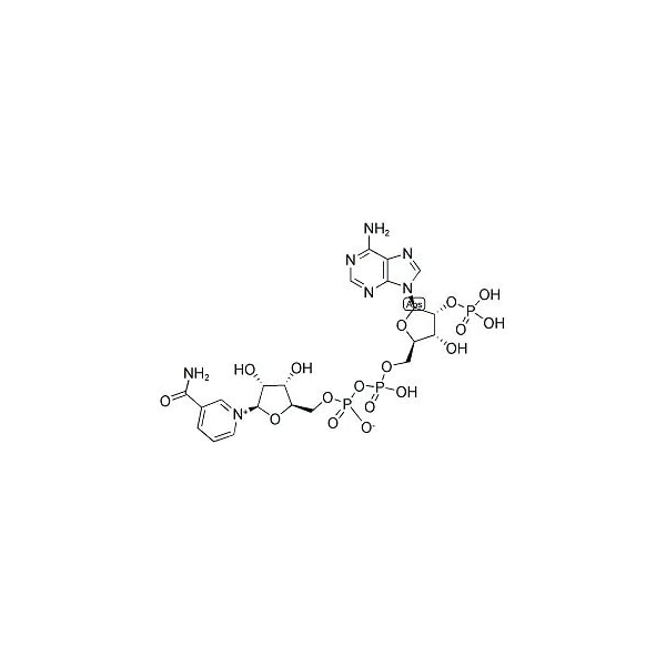 Ak Scientific β-Triphosphopyridine Nucleotide (25g), CAS 53-59-8 M045-25g - main
