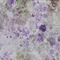Homeroots 3' X 5' Purple Lavender And Artichoke Green Floral Washable Indoor Outdoor Area Rug 583124 - alternate 2