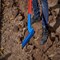 Corona Tools Trench Shovel, 35 Degree, 3 in. Head, Solid-Core Fiberglass Handle SS 64223 - alternate 2