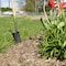 Ames Garden Spade, Tempered Steel, Comfort Step, Hardwood Handle, D-Grip 2593800 - alternate 2