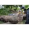 Dewalt 20 in L Cordless Battery-Powered Chainsaw, 4 hp, 60 V, Bare Tool DCCS677B - alternate 2