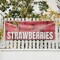 Signmission Fresh Strawberries, 48 Inch x 120 Inch, Vinyl Banner B-120-30659 - alternate 2