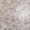 Apollo Tile Concha 11.3 in. x 11.8 in. Polished White, Beige Shell, Mother of Pearl Mosaic Wall Tile 20PK APLSMA88BR01A - alternate 2