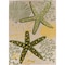 Homeroots 12' X 15' Green Blue Yellow And Dark Green Starfish Indoor Outdoor Area Rug 548126 - alternate 1