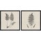 Homeroots Set Of Two Modern Ferns I Brown Framed Print Wall Art, 2PK 416364 - alternate 1