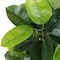 Pure Garden Artificial Rubber Plant 51-Inch Faux Tree with Natural-Feel Leaves Realistic Potted Indoor Plant 50-LG1261 - alternate 2