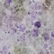 Homeroots 8' X 10' Purple Lavender And Artichoke Green Floral Washable Indoor Outdoor Area Rug 583127 - alternate 2
