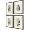Homeroots Set Of Four Birds Brown Framed Print Wall Art, 4PK 526004 - alternate 2