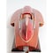 Homeroots 10" Solid Wood Hand Painted Ferrari Hydroplane Large Model Boat 401947 - alternate 2