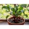 Miracle Led Low-Light Edition Root Vegetables 4-Socket Grow Light Kits, 2-Pack, 2PK 803868 - alternate 2