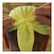 Ergodyne Chill-Its 6615 High-Performance Bandana Doo Rag with Terry Cloth Sweatband, One Size Fits Most, Lime 12476 - alternate 2