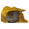 Agco CHAIN KIT, AGCO OEM 105544W91 105544W91 - alternate 1