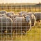 Wrightmaster 48 in. x 164 ft. 14 Gauge Reinforced Hot-Dip Galvanized Poultry Fencing, Expertly Woven ZOR-CP0019 - alternate 3