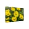 Trademark Fine Art Outdoor Canvas Art - Harri Aho 'yellow field' Wall Art for Patios, or Gardens 1X11442-OC1624WR - alternate 1