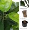 Pure Garden Artificial Rubber Plant 51-Inch Faux Tree with Natural-Feel Leaves Realistic Potted Indoor Plant 50-LG1261 - alternate 3