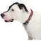 Guardian Gear Dog Collar, O-Ring Link, 20 to 83 in L Collar, Nylon, True Red ZA0006 20 83 - alternate 2