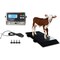 Selleton Scales Portable Agricultural Floor Scale, 2000 lbs SL-920-50X20-US - alternate 3
