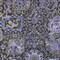 Homeroots 10' X 14' Purple And Black Damask Washable Indoor Outdoor Area Rug 609105 - alternate 2