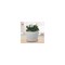 Trendspot 8in WHT Bell Planter White CR11403S-080W - alternate 2