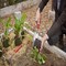 Corona Tools ComfortGEL Transplanter Premium Stainless Steel CT 3324 - alternate 2