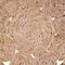 Homeroots 15" Set of Two Natural Braided Jute Round Placemats 534179 - alternate 3