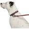 Guardian Gear Dog Collar, O-Ring Link, 12 to 83 in L Collar, Nylon, True Red ZA0006 12 83 - alternate 2