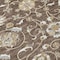 Homeroots 3' X 5' Chocolate Ivory And Gray Moroccan Washable Indoor Outdoor Area Rug 605151 - alternate 2