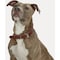 Boss Pet Guardian Gear 1'' x 16 to 19'' Leather Hunting Dog Collar 30023 - alternate 2