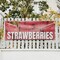Signmission Fresh Strawberries, 24 Inch x 72 Inch, Vinyl Banner B-72-30659 - alternate 3