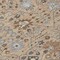 Homeroots 8' Taupe Brown And Gray Round Oriental Washable Indoor Outdoor Area Rug 598084 - alternate 3